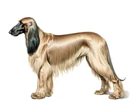 Афганская борзая