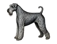 Керри-блю-терьер